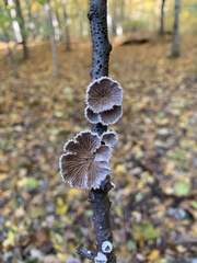 Schizophyllum commune