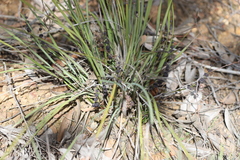 Lomandra multiflora multiflora