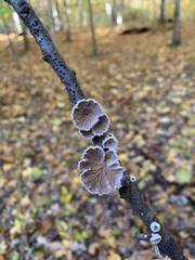 Schizophyllum commune