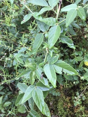Desmodium nuttallii