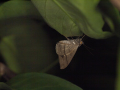 Oxyodes scrobiculata