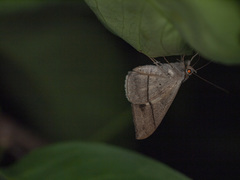 Oxyodes scrobiculata