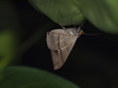 Oxyodes scrobiculata