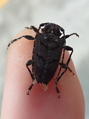 Aegomorphus nigricans