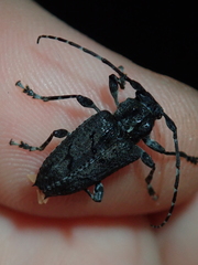 Aegomorphus nigricans