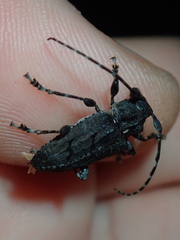 Aegomorphus nigricans