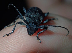 Aegomorphus nigricans