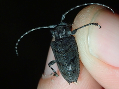 Aegomorphus nigricans
