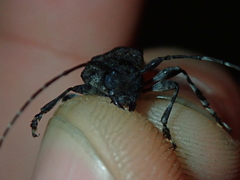 Aegomorphus nigricans