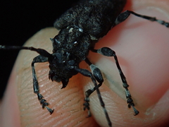 Aegomorphus nigricans