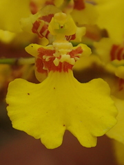 Gomesa flexuosa