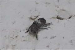 Euparius marmoreus