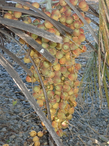 Image of Butia Archeri (Butia archeri) by no rights reserved