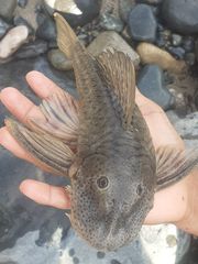 Chaetostoma