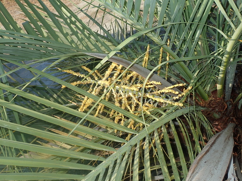 Image of Butia Archeri (Butia archeri) by no rights reserved