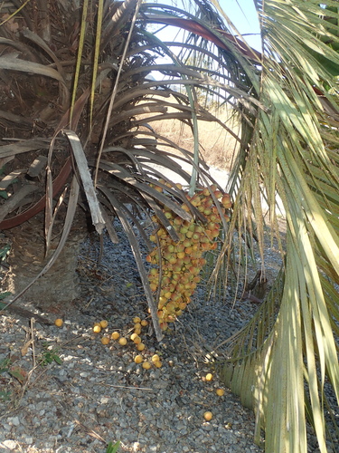 Image of Butia Archeri (Butia archeri) by no rights reserved
