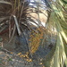 Butia archeri - Photo no rights reserved, uploaded by Tsssss