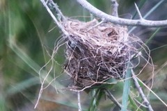 Vireo griseus