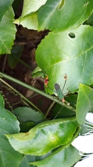 Anisoscelis foliaceus