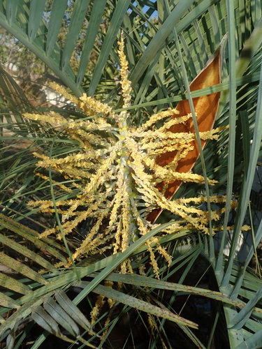 Image of Butia Archeri (Butia archeri) by no rights reserved