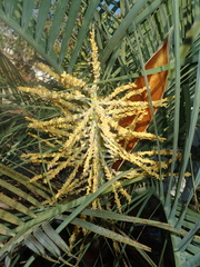 Butia archeri