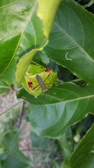 Anisoscelis foliaceus