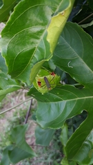 Anisoscelis foliaceus