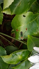 Anisoscelis foliaceus