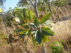 Tabebuia aurea