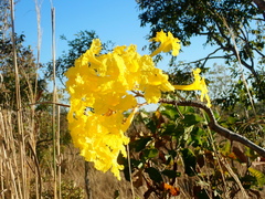 Tabebuia aurea