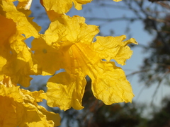 Tabebuia aurea
