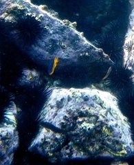 Stegastes flavilatus