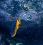 Stegastes flavilatus