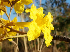 Tabebuia aurea