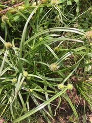 Cyperus brevifolioides