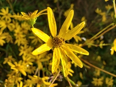 Helianthus longifolius
