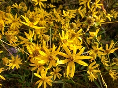 Helianthus longifolius
