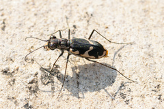 Cicindela schauppii