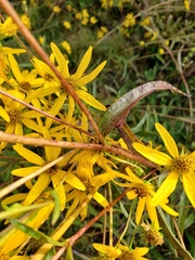 Helianthus longifolius