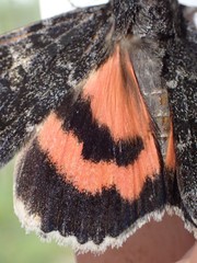 Catocala californica