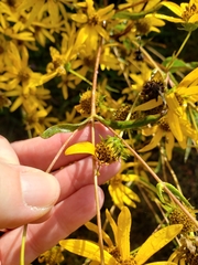 Helianthus longifolius