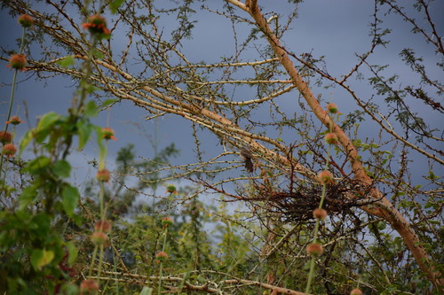 Cabanis's Greenbul (Phyllastrephus cabanisi), photo 5