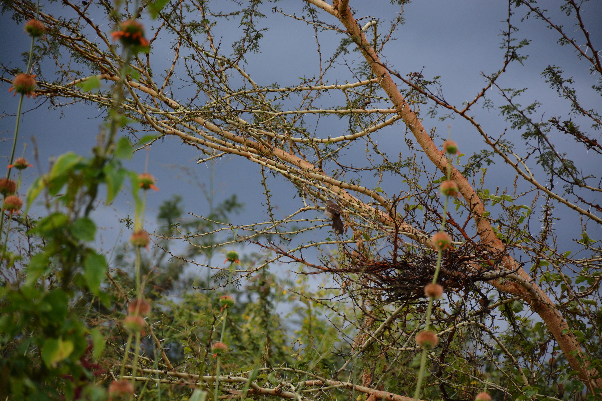 Cabanis's Greenbul (Phyllastrephus cabanisi), photo 2