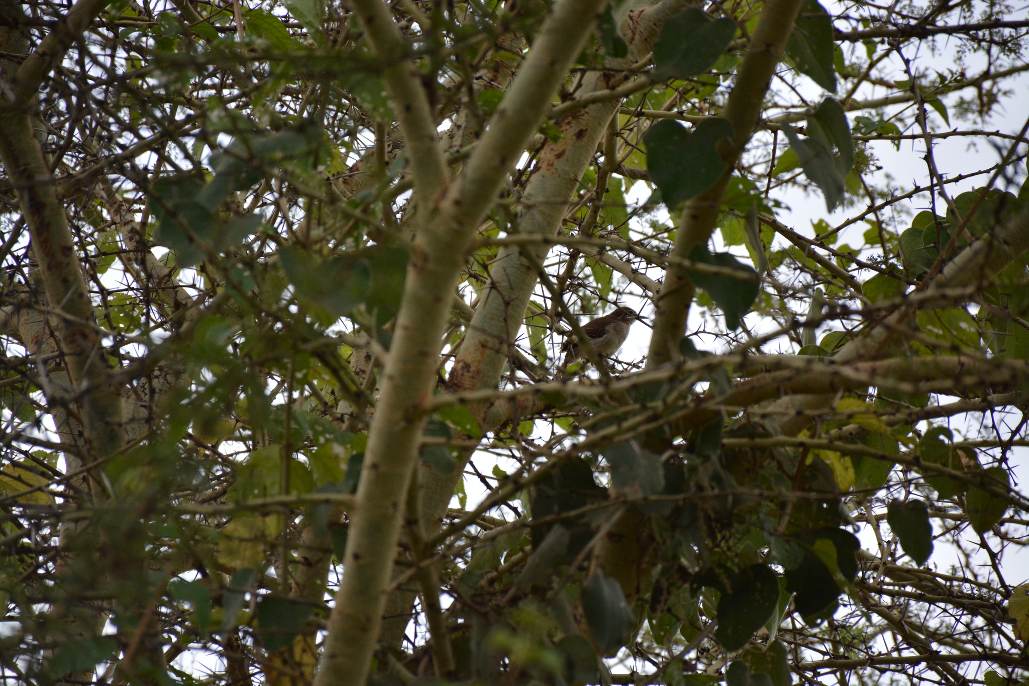 Cabanis's Greenbul (Phyllastrephus cabanisi), photo 3
