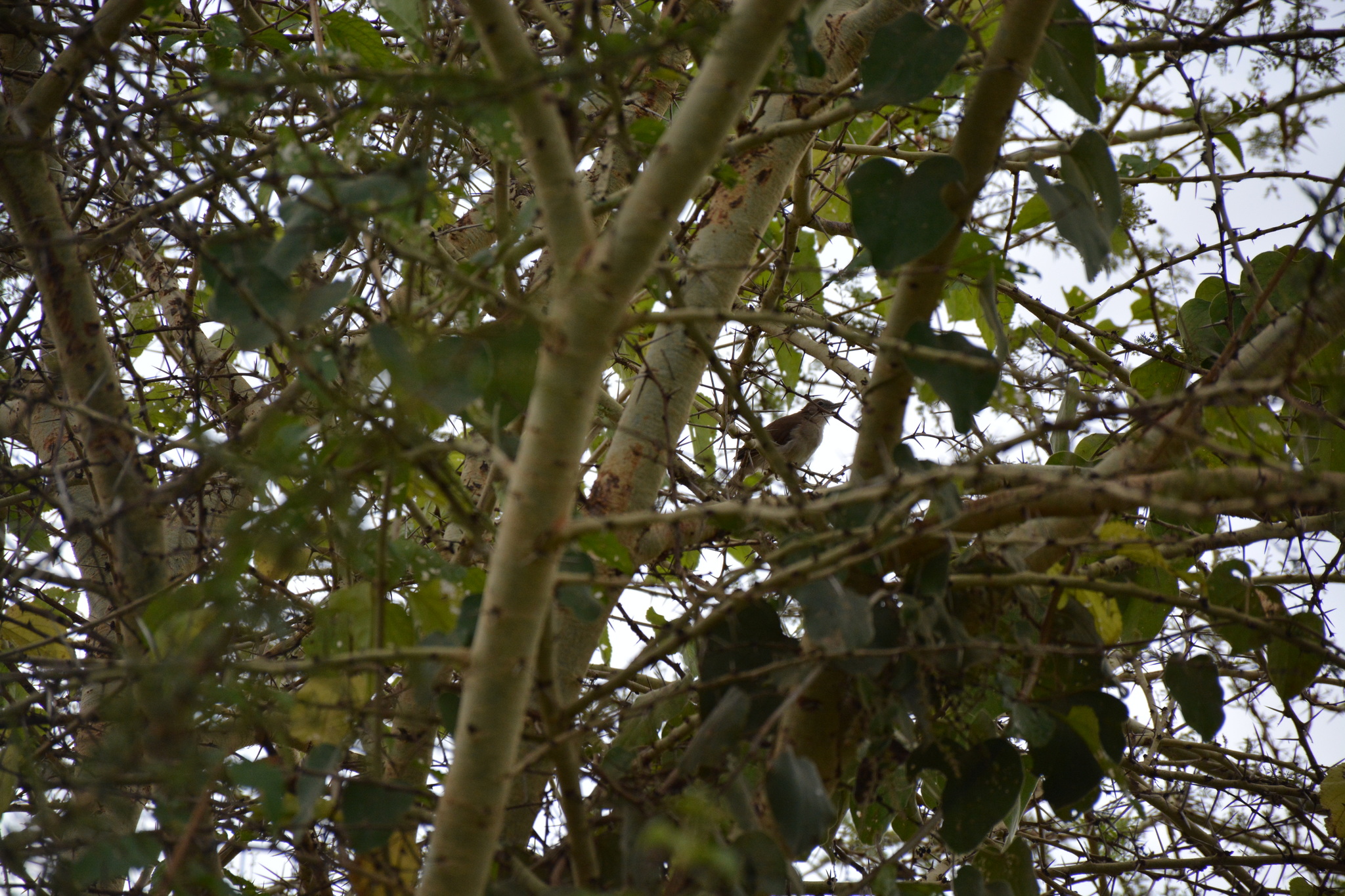 Cabanis's Greenbul (Phyllastrephus cabanisi), photo 4