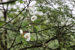 Rosa omeiensis