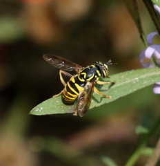 Spilomyia interrupta
