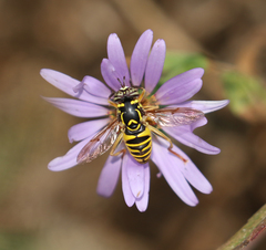 Spilomyia interrupta