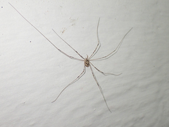 Leptobunus parvulus