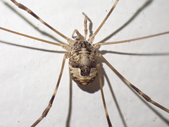 Leptobunus parvulus